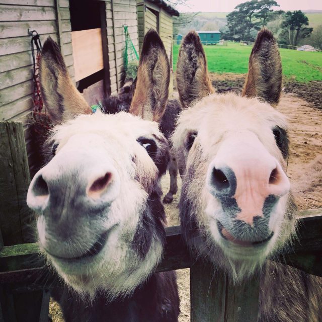 Michele & Cathy's Donkeys