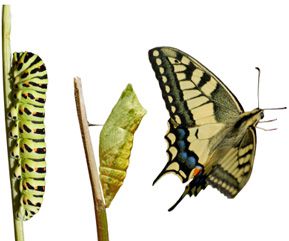 PsychismButterfly